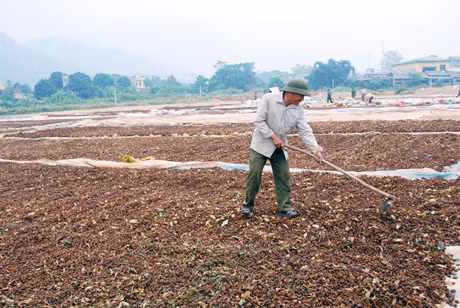 Hồi được phơi thành bãi lớn ở xã Hoành Mô.