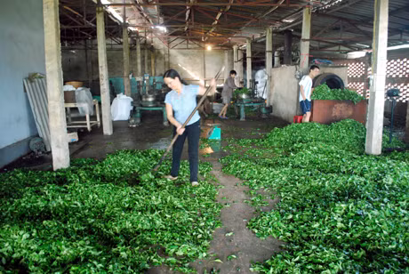 Xưởng chế biến chè của gia đình anh Phạm Văn Khiêm, thôn 9, xã Quảng Long.