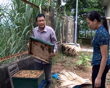Ông Hoàng Tiến Phong, khu 1, thị trấn Ba Chẽ đang giới thiệu mô hình nuôi ong lấy mật.