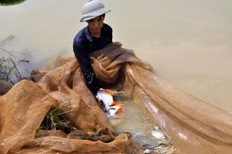 Anh Nguyễn Văn Nghiêm, chủ cơ sở sản xuất giống thuỷ sản Thành Đạt đang kiểm tra độ phát triển của đàn cá giống.