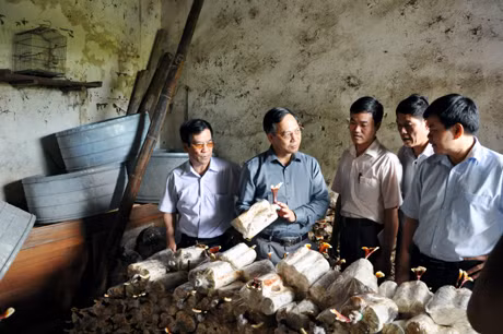 Các đồng chí lãnh đạo tỉnh và huyện Tiên Yên thăm mô hình trồng nấm linh chi tại gia đình ông Nông Văn Quý, thôn Đồng Đạm, xã Đông Ngũ (Tiên Yên) bước đầu cho hiệu quả cao.