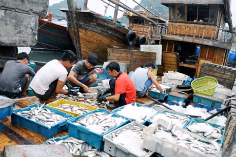 Ngư dân Vân Đồn phân loại cá trước khi bán cho các thương lái.