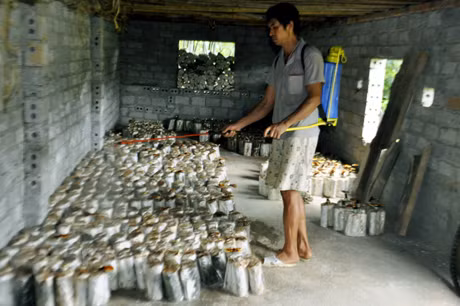 Người dân xã Đồn Đạc (Ba Chẽ) chăm sóc nấm linh chi của gia đình.