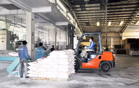 Ngay sau Tết, công nhân của Nhà máy sản xuất bột mì Vimaflour (KCN Cái Lân, TP Hạ Long) đã trở lại đầy đủ và hào hứng bước vào làm việc. (ảnh chụp ngày 19-2).