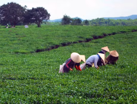 Đồng hành cũng người nông dân góp phần làm nên thành công cho Công ty TNHH Thuấn Quỳnh. Ảnh: Bà con nông dân xã Quảng Long đang thu hái chè.