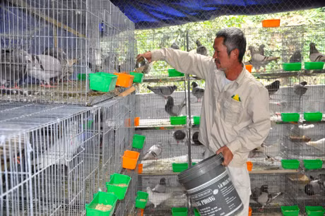 Trại nuôi chim bồ câu Pháp của gia đình ông Ngô Văn Thành, xã viên HTX Nông trang Quảng La cho hiệu quả kinh tế cao.