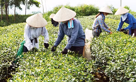 Bà con nông dân xã Quảng Long đang thu hái chè.