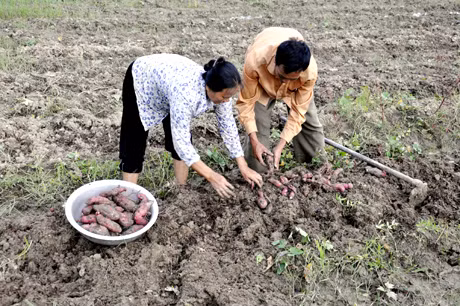 Mô hình trồng khoai lang ở xã Điền Công mang lại nguồn thu ổn định cho bà con nông dân.