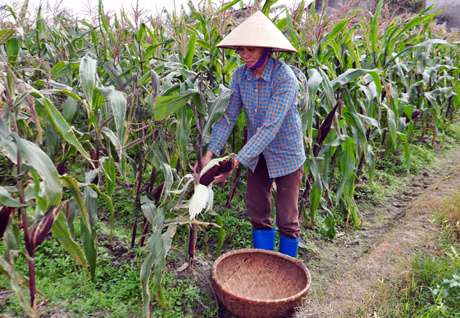 Bà Nguyễn Thị Hoạt (thôn Bình Sơn Đông, xã Bình Dương, huyện Đông Triều) thu hoạch ngô nếp tím.