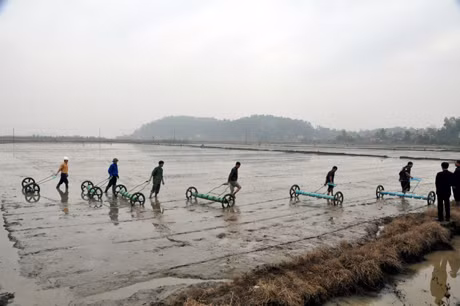 Sử dụng máy gieo sạ trên cánh đồng mẫu lớn đã giảm công lao động cho bà con nông dân xã Hưng Đạo (Đông Triều).