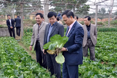 Phó Chủ tịch UBND tỉnh Đặng Huy Hậu kiểm tra dự án sản xuất rau an toàn tại xã Tiền An (TX Quảng Yên). Ảnh: Hồng Nhung