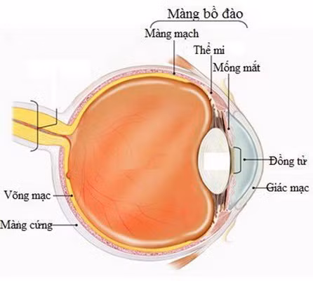 Hình ảnh cấu tạo màng bồ đào.