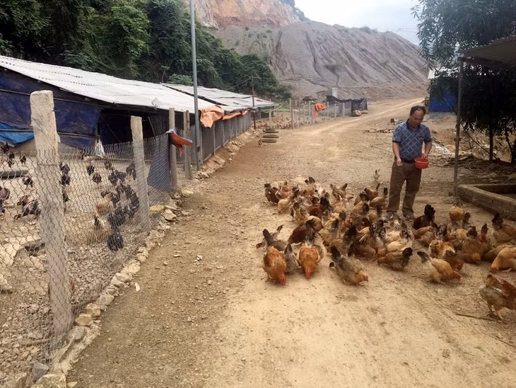 Mô hình chăn nuôi kết hợp trồng tro