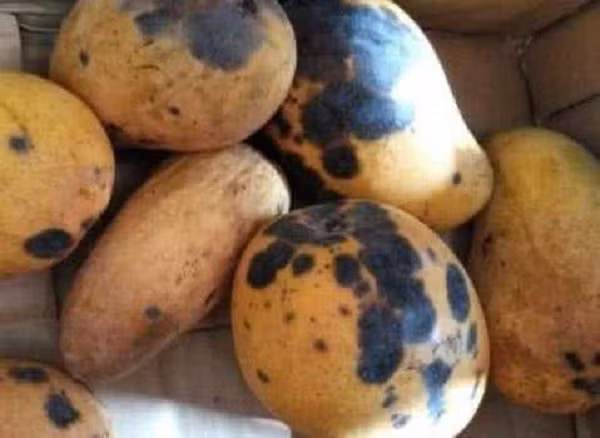 Xoài có đốm đen to đã bị thối ở các mức độ khác nhau, bên trong thường bị nẫu, hỏng, lên men.