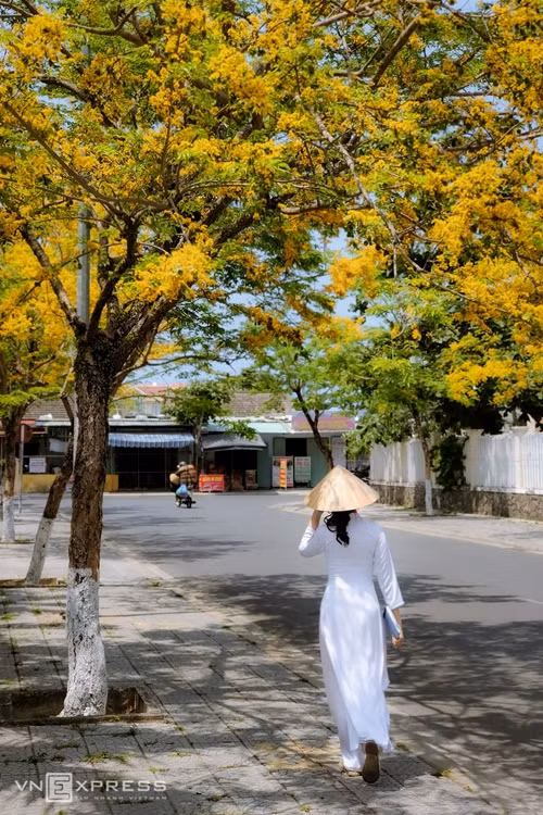 Con đường Nguyễn Huệ bừng sắc hoa sưa. Tác giả bộ ảnh cho biết, hoa sưa thường nở trong 4 đợt, mỗi đợt kéo dài vài ngày rồi hoa tàn. Do đó du khách nếu đang ở Hội An dịp này hãy tranh thủ chụp ảnh với hoa.
