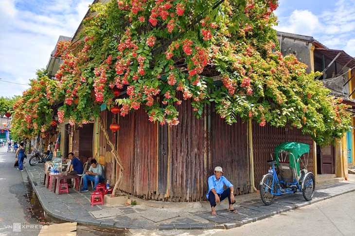 Muôn hoa đua nở tạo nên khung cảnh nên thơ ở từng ngõ ngách phố cổ. Ngoài hoa giấy, sử quân tử cũng đang vào mùa nở rộ, tỏa mùi hương dễ chịu làm say lòng du khách. Ảnh được chụp tại góc đường Nguyễn Thái Học.