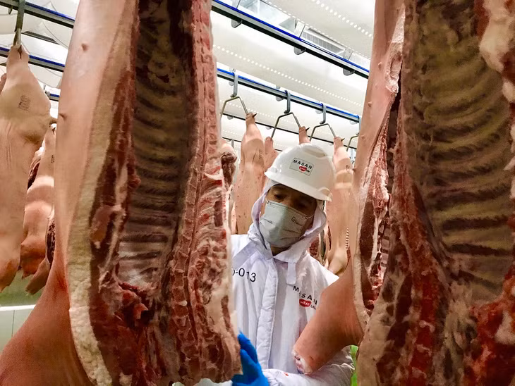Tái đàn tăng và nhu cầu tiêu thụ giảm đẩy giá heo hơi giảm nhẹ. 