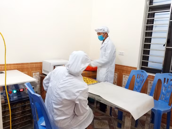 Chế biến trà hoa vàng tại Cơ sở sản xuất Trà hoa vàng Thanh Lợi, thôn Thán Phún, xã Bắc Sơn (Móng Cái)