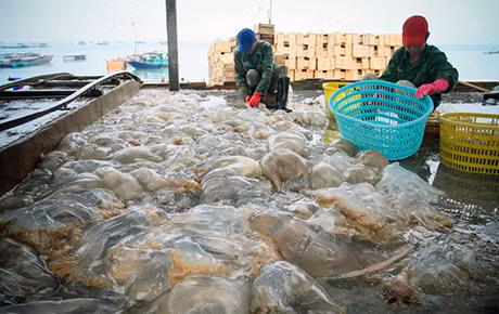 Phân loại sứa tại xã Thanh Lân (Cô Tô).