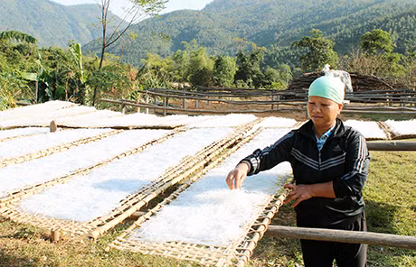 Các hộ dân trồng dong riềng và sản xuất miến dong ở Bình Liêu yên tâm hơn với đầu ra của sản phẩm đã có doanh nghiệp bao tiêu. Trong ảnh: Phơi miến dong tại một hộ gia đình xã Húc Động, Bình Liêu.