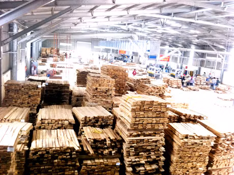 Rừng trồng gỗ lớn sẽ là nguồn nguyên liệu thúc đẩy sản xuất và nâng cao giá trị công nghiệp chế biến gỗ. (Trong ảnh: Một góc nhà xưởng chế biến gỗ của Công ty TNHH Thanh Lâm, Đầm Hà).