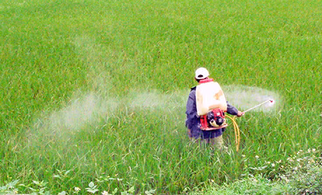 Nông dân TX Quảng Yên phun thuốc phòng trừ bệnh đạo ôn gây hại lúa xuân.