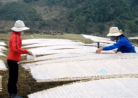 Chế biến miến dong - một trong những nghề phát triển kinh tế bền vững ở Húc Động (Bình Liêu).