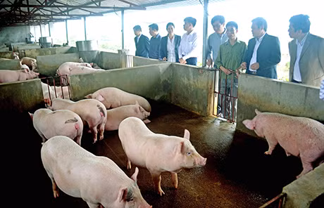 Đoàn thẩm định “Xã nông thôn mới - Phường, thị trấn văn hoá” của tỉnh thăm trang trại tổng hợp của anh Lê Văn Tân (thôn Đông Hà, xã Tân Lập, huyện Đầm Hà), tháng 4-2014.