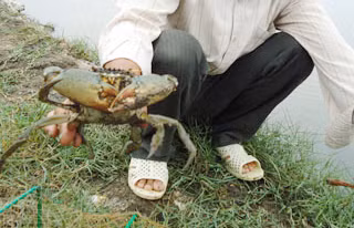Ảnh minh họa.
