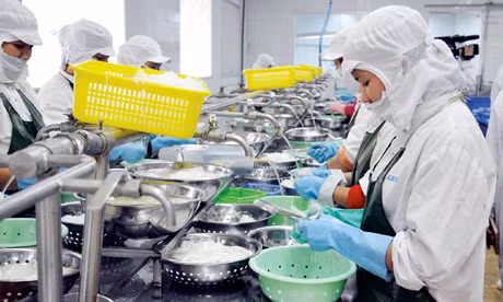 Chế biến thuỷ sản tại Công ty CP Xuất khẩu thuỷ sản 2 (TX Quảng Yên).