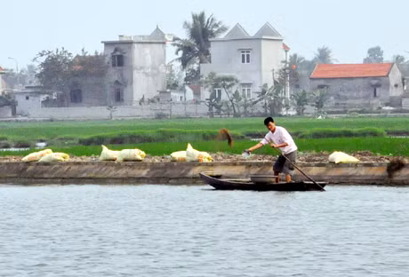 Ao nuôi cá rô phi đơn tính của gia đình ông Vũ Văn Khải, thôn 1, xã Điền Công.