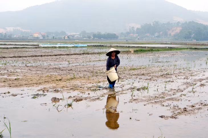Nông dân xã Sông Khoai (TX Quảng Yên) gieo mạ vụ đông xuân trên cánh đồng mẫu lớn.