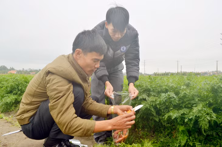 Đoàn thanh tra chuyên ngành lấy mẫu rau, củ, quả tại cơ sở sản xuất rau phường Cộng Hòa