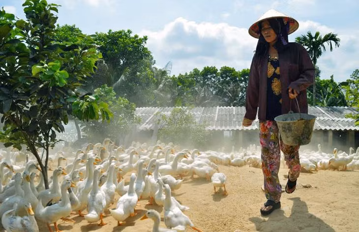 Với huyện Tiên Yên người dân đang tập trung khai thác các lợi thế từ rừng, biển vào phát triển sản xuất như mô hình nuôi vịt biển đã giúp gia đình bà Phạm Hải Nhạn, xã Đồng Rui, huyện Tiên Yên làm giàu (ảnh 4). 