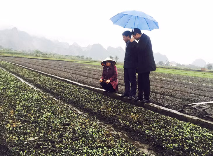 Đồng chí Vũ Thị Thu Thủy, Phó Chủ tịch UBND tỉnh kiểm tra công tác phòng chống rét đậm rét hại tại HTX Hà Tân và HTX Hồng Hải (phường Hà Phong) 