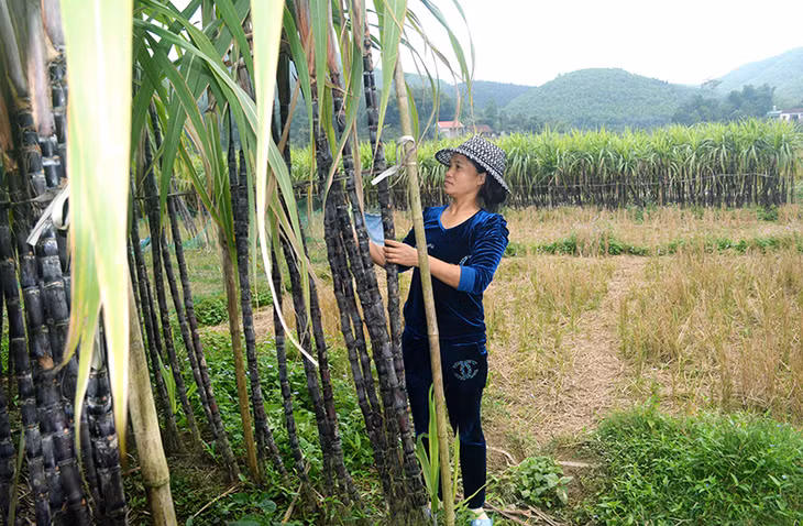 Hộ gia đình chị Vũ Thị Tươi, thôn Làng Mô vẫn chưa bắt tay vào trồng vụ mía mới do mía cũ trên ruộng vẫn chưa bán được.