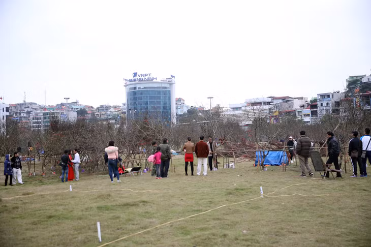 Khu bày bán hoa đào có rất đông người dân đến chọn mua.