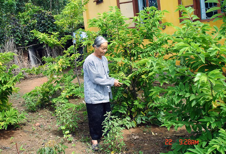 Bà Hoàng Thị Gái chăm sóc vườn na của Trại phong.
