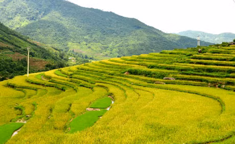 Ruộng bậc thang của Bình Liêu. (Ảnh: Thái Bình)
