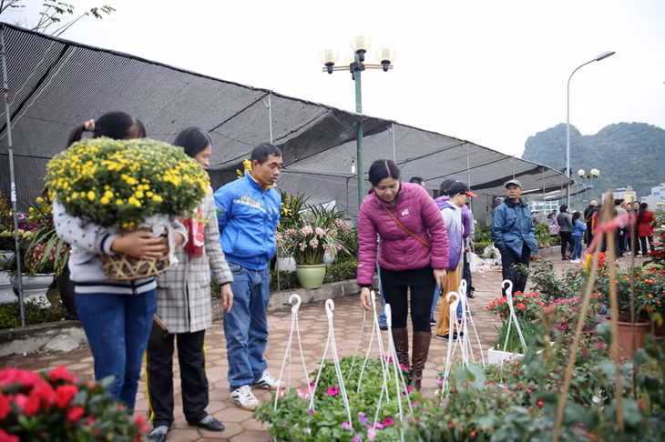 Thời gian này người dân chủ yếu mua những chậu hoa nhỏ về trang trí.