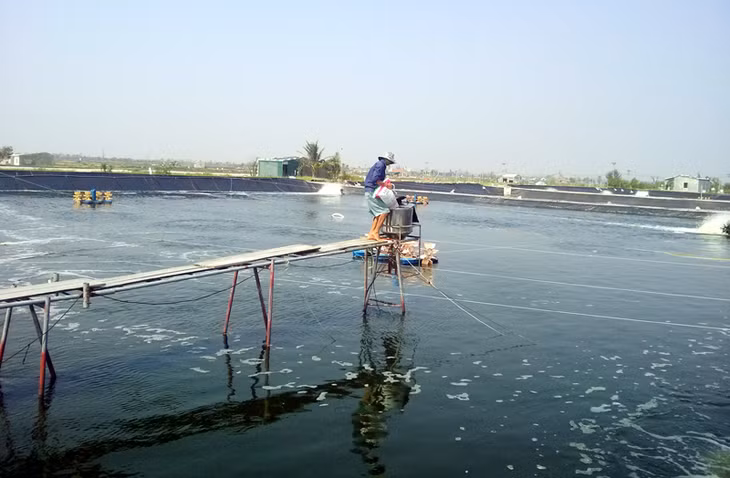 Nuôi tôm theo hình thức công nghiệp tại gia đình ông Bùi Ngọc Liêm, khu 9, phường Hải Hoà.