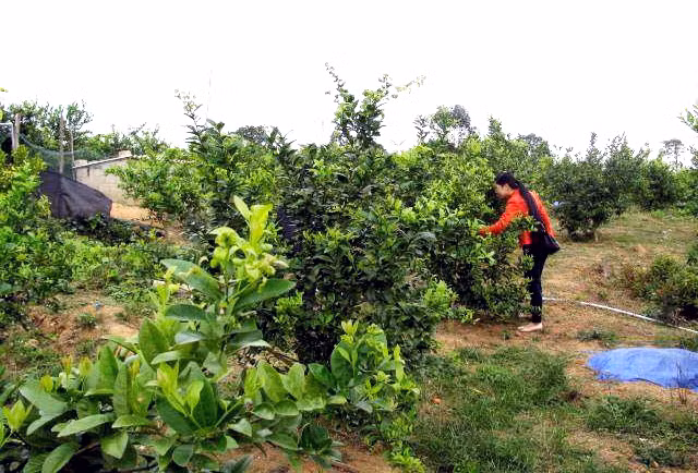 Sau 6 tháng trồng, vườn chanh đào của gia đình ông Đào Văn Giang, xã Quảng Thành đã ra quả với sản lượng khoảng 50kg quả/năm.