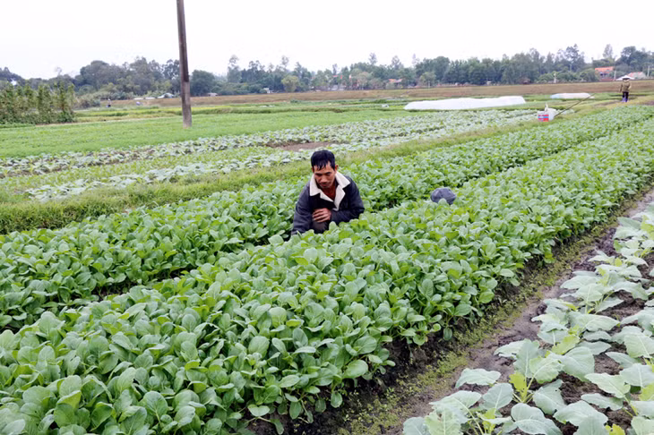 Ông Nguyễn Văn Hiếu (khu Đường Ngang, phường Cộng Hoà, TX Quảng Yên) chăm sóc ruộng rau phục vụ Tết Nguyên đán.