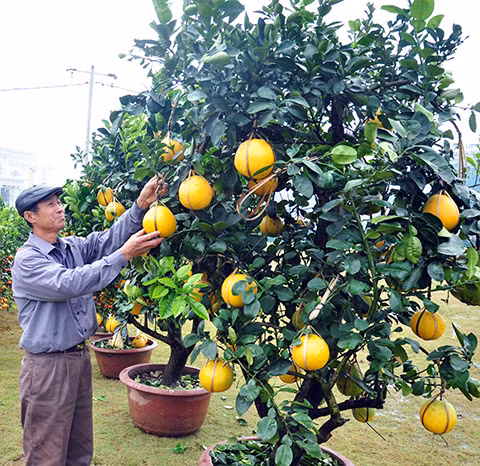 Bưởi thế, quất thế được các nhà vườn mang xuống phố.