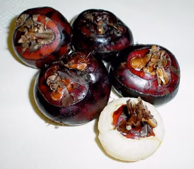 Củ năn (mã thầy).