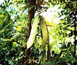  Cây, quả và gai bồ kết.
