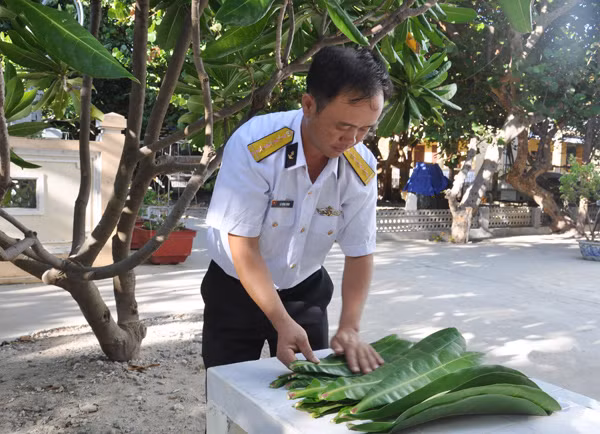 Chiến sĩ đảo Trường Sa hái lá bàng vuông để gói bánh chưng.
