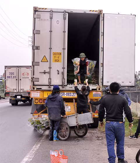 Tấp nập xe vào ra vận chuyển hoa đi các thành phố lớn phục vụ nhu cầu người dân.