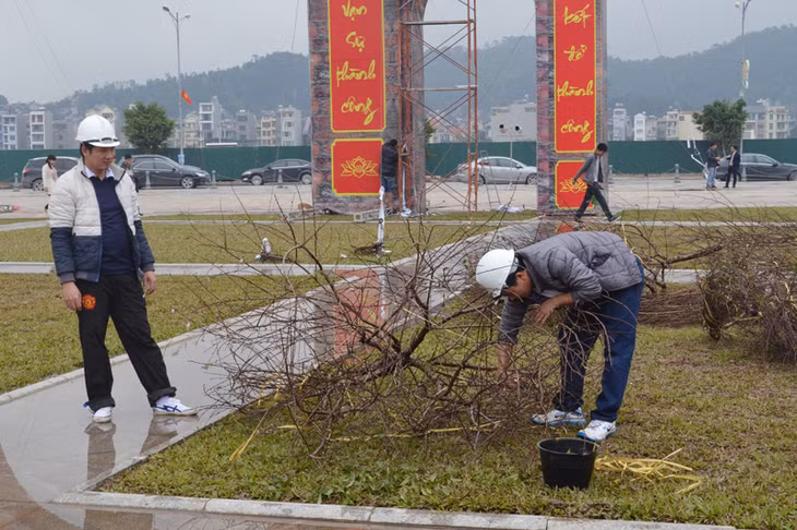 Đặc biệt, tại Hội chợ lần này còn có khu vực trưng bày đào Vân Đồn