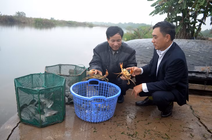 Cua biển Quảng Yên được người tiêu dùng đánh giá cao bởi có chất lượng thịt ngon, chắc. Trong ảnh: Đầm nuôi cua của gia đình anh Nguyễn Văn Lộc (bên trái), thành viên HTX Yên Đông (phường Yên Hải, TX Quảng Yên).